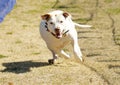 White pitbull terrier chasing a lure
