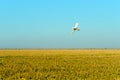 white plane fumigating rice fields with blue sky Royalty Free Stock Photo