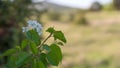 White plant blooming closeup