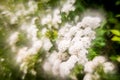 White plant and bokeh