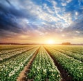 White plantation of tulips at sunset. Holland.