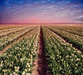 White plantation of tulips at sunset. Holland.