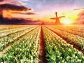 White plantation of tulips at sunset. Holland. The works in the