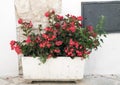 A white planter with Begonias on a street in the village of Locorotondo, southern Italy