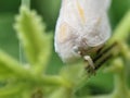 White planthopper nymph on a green plant. Detailed macro of a tiny, delicate insect. Royalty Free Stock Photo
