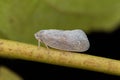 White planthopper sitting on a twig