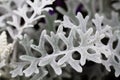 White plants on a dark background Royalty Free Stock Photo