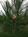 White plaque on conifers is a sign an attack by an insect pest - aphids