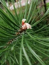 White plaque on conifers is a sign an attack by an insect pest - aphids