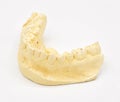 Dental Molds on White Background Royalty Free Stock Photo