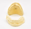 Dental Molds on White Background Royalty Free Stock Photo
