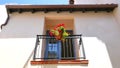 White Plaster Facade with Window Balcony and Red Flowers in Pot Royalty Free Stock Photo