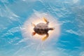 White plastic bag cover blue surface with light shining on blurred turtle Royalty Free Stock Photo