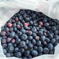 Fresh Blueberries Picked at a Blueberry Farm Royalty Free Stock Photo