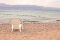 White plastic chair standing on the pebbles stones beach on Red Sea in Eilat