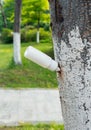 Performing tree injection therapy with white container in summer at the park to ensure proper tree health Royalty Free Stock Photo