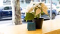 Fake plastic decorative white flower in a pot on the wooden table Royalty Free Stock Photo