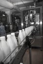 White plastic milk bottles on the conveyor on a modern dairy plant (black and white - concept)