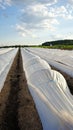 White plastic row covers in field