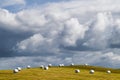 White plastic silage wrapped bales with hay on green grass hill in Iceland