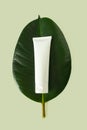 White plastic tube mockup for cream, moisturizer, lotion, facial cleanser or shampoo on tropical leaf on light green background. Royalty Free Stock Photo