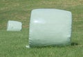 The white plastic wrapped round hay bales (silage) on the green