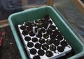 Tray of seedlings sprouting inside of a coldframe