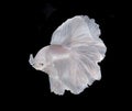 White Platt Platinum Fish .White siamese fighting fish, betta fish isolated on black background. Royalty Free Stock Photo