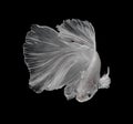 White Platt Platinum Siamese Fighting Fish .White siamese fighting fish, betta fish isolated on black background. Royalty Free Stock Photo