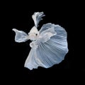 White Platt Platinum Siamese Fighting Fish .White siamese fighti