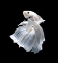 White Platt Platinum Siamese Fighting Fish .White siamese fighti