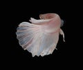 White Platt Platinum Siamese Fighting Fish .White siamese fighti