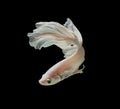 White Platt Platinum Siamese Fighting Fish .White siamese fighti