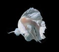 White Platt Platinum Siamese Fighting Fish .White siamese fighti