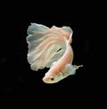 White Platt Platinum Siamese Fighting Fish .White siamese fighti