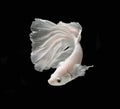 White Platt Platinum Siamese Fighting Fish .White siamese fighting fish, betta fish isolated on black background..