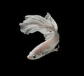 White Platt Platinum Siamese Fighting Fish .White siamese fighting fish, betta fish isolated on black background.