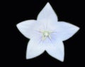 White Platycodon grandiflorus Royalty Free Stock Photo