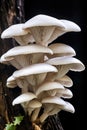 White Pleurotus mushrooms growing on tree bark