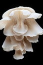 White Pleurotus mushrooms growing on tree bark