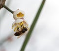 White plum bee collecting honey