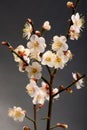 White plum bloossom Royalty Free Stock Photo