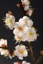 White plum bloossom Royalty Free Stock Photo