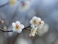 White plum bloossom Royalty Free Stock Photo