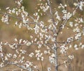 White plum bloossom Royalty Free Stock Photo