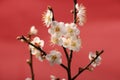 White plum bloossom Royalty Free Stock Photo