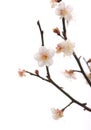 White plum bloossom Royalty Free Stock Photo