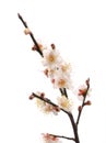 White plum bloossom Royalty Free Stock Photo
