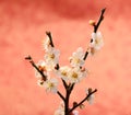 White plum bloossom Royalty Free Stock Photo