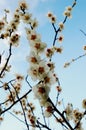 White plum blossom Royalty Free Stock Photo